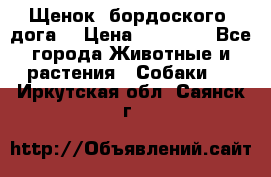 Щенок  бордоского  дога. › Цена ­ 60 000 - Все города Животные и растения » Собаки   . Иркутская обл.,Саянск г.